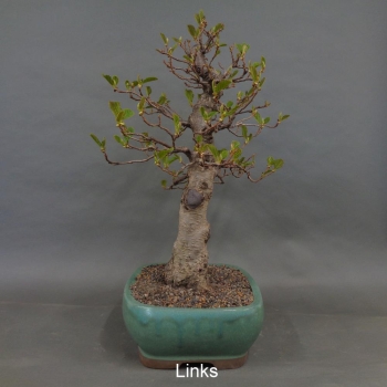 Preview: Bonsai, Schwarzerle, Alnus, links